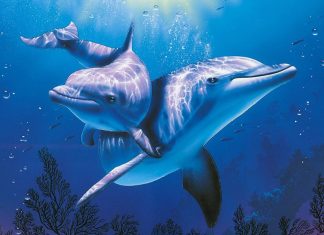 10 sự thật thú vị về cá heo